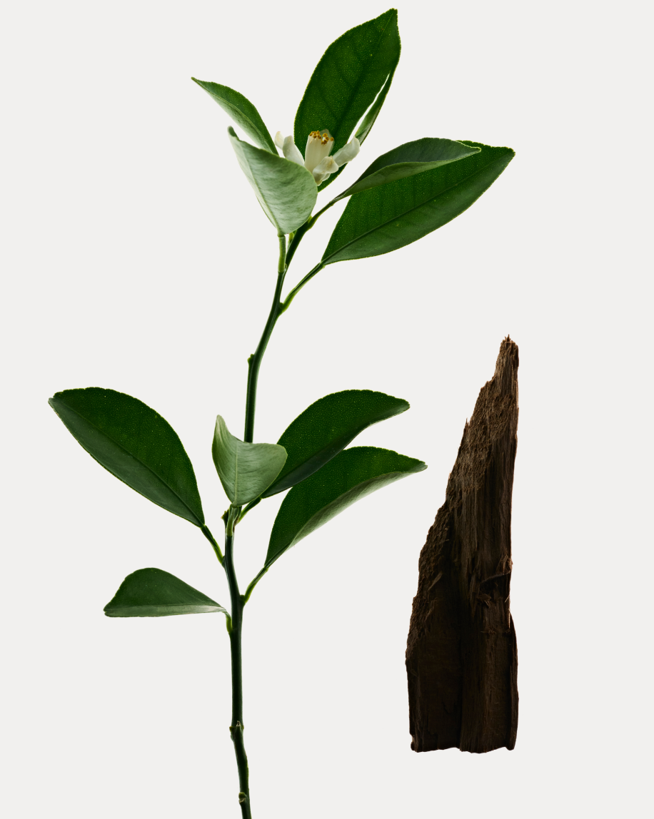 Deodorant Refill Stick - 图片 17