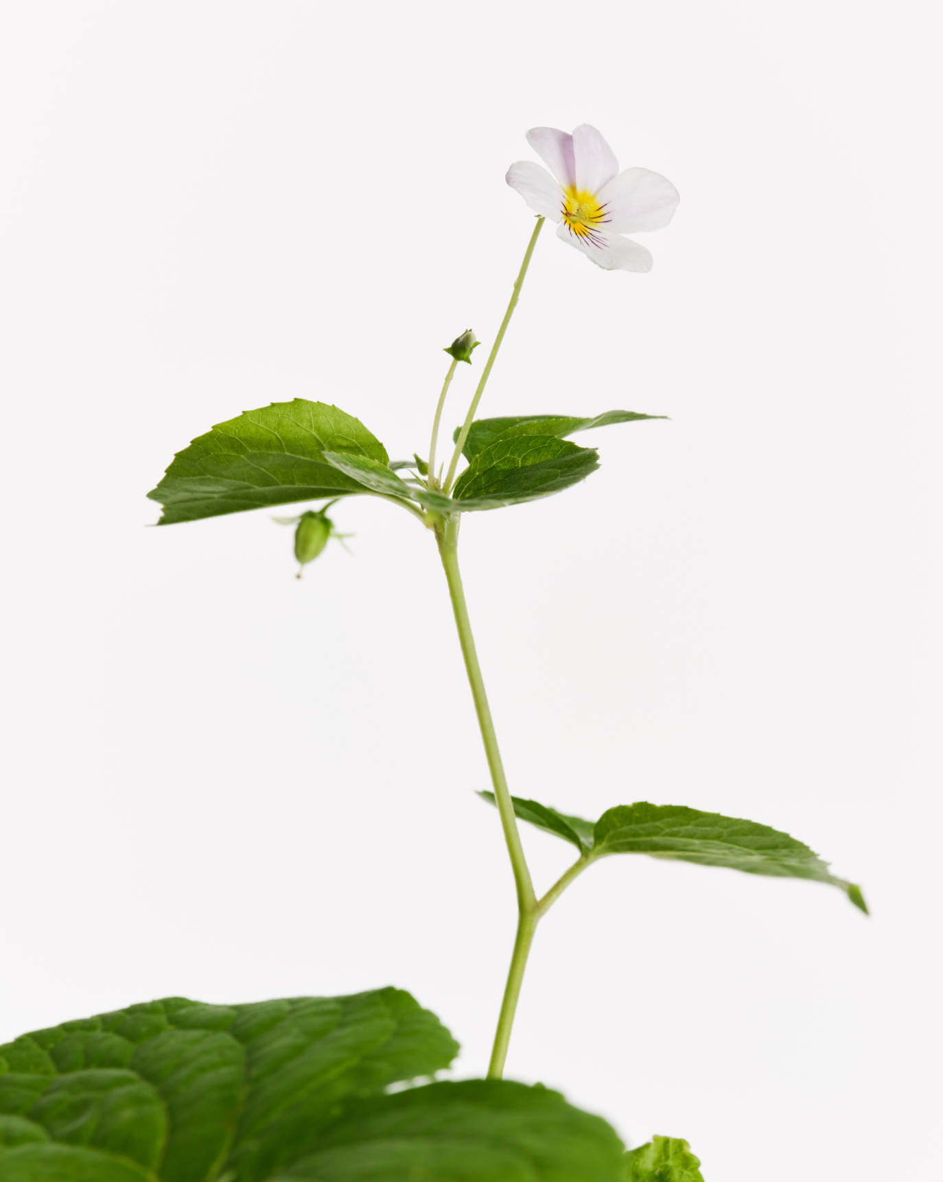 Glossier You Doux - Image 15