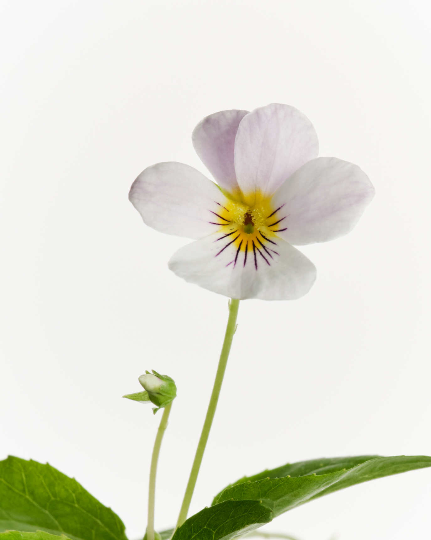 Glossier You Doux - Image 6