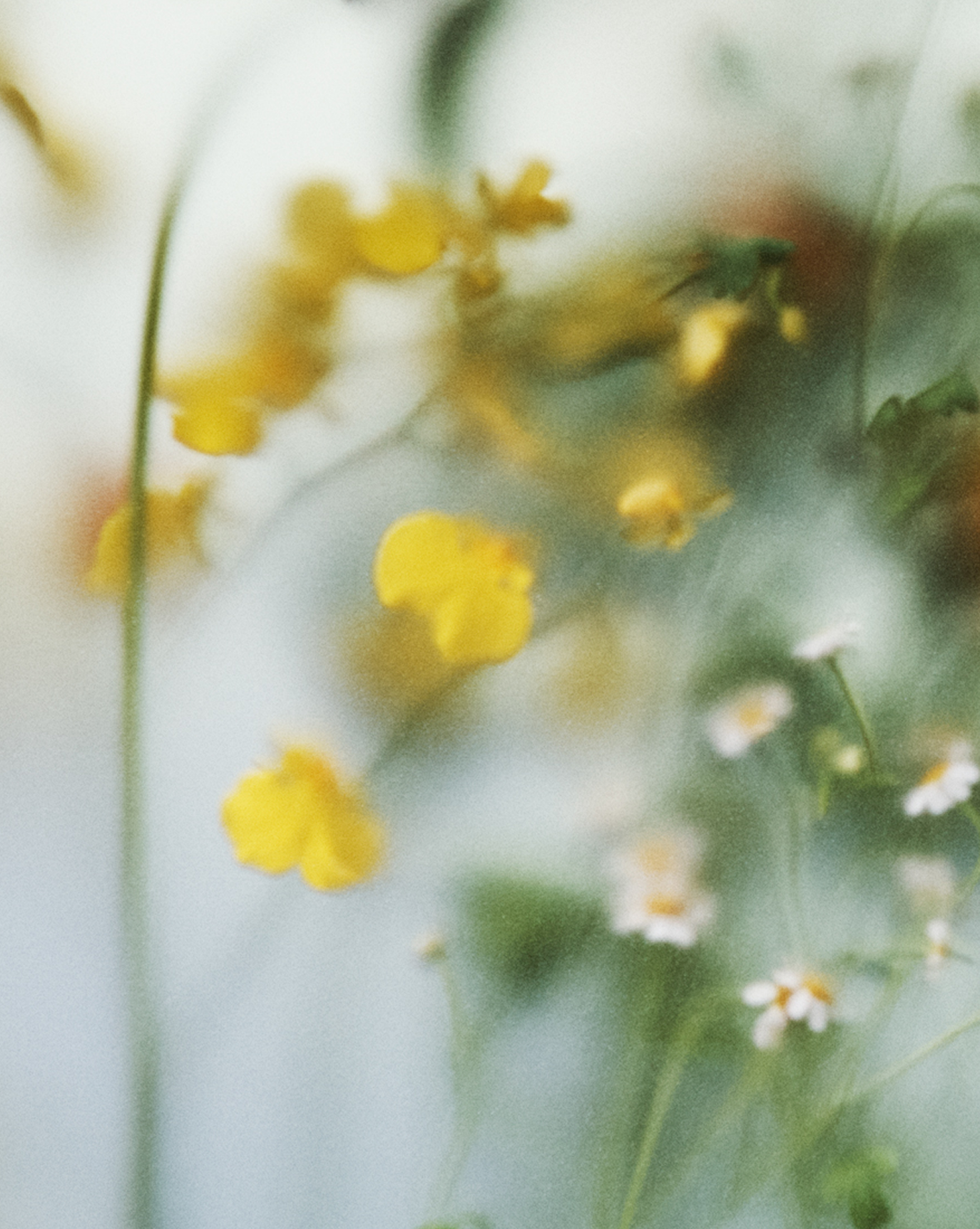 Glossier You Fleur - 图片 5